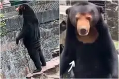Visitor numbers at Hangzhou Zoo have gone up by 30 per cent to around 20,000 a day since a video of the Malayan Sun bear, named Angela, becomes a trending topic on Chinese social media over the weekend.