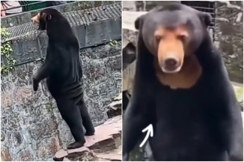 Visitor numbers at Hangzhou Zoo have gone up by 30 per cent to around 20,000 a day since a video of the Malayan Sun bear, named Angela, becomes a trending topic on Chinese social media over the weekend.