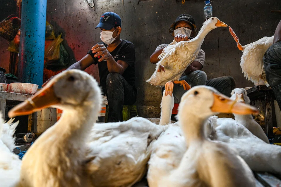 Cambodian authorities on Thursday (Feb 23) reported the death of an 11-year old girl due to H5N1, and began testing 12 of her contacts. 