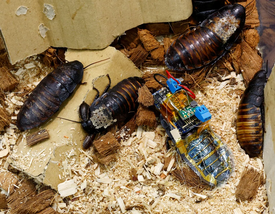 Fukuda and his team chose Madagascar hissing cockroaches for the experiments because they are big enough to carry the equipment and have no wings that would get in the way.