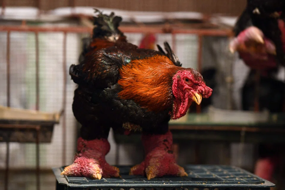 The lumpy legs of the Dong Tao chicken are considered a delicacy, and are particularly popular among the wealthy during the Vietnamese New Year, known as Tet.