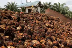 Palm oil output could rise by an additional 5.2 million tonnes in fresh fruit bunches this year, if half of the 40,000 workers are allocated to harvesting duties.
