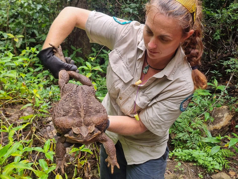 A park ranger holding a cane toad weighing 2.7kg discovered in Conway National Park in Queensland, Australia.