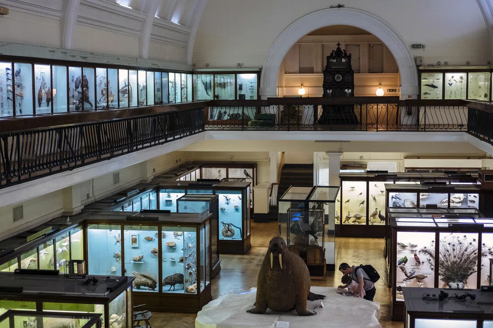 For most of the past 120 years, the walrus has sat in the middle of the Natural History Gallery at the Horniman Museum and Gardens.