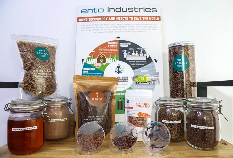 In black soldier fly farming, food waste can be used to produce high-quality protein, while insect excrement can be used as fertiliser.