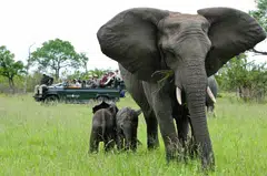 Safari-goers watching elephants in South Africa. The African forest elephant is listed as “critically endangered”, and the African savanna elephant, “endangered” by the International Union for Conservation of Nature.