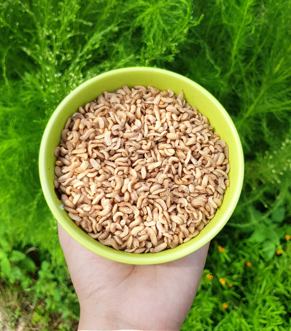 With lagging consumer acceptance casting doubt on the viability of the industry, Insectta turned to extracting biomaterials from black soldier flies for use in pharmaceuticals and electronics.