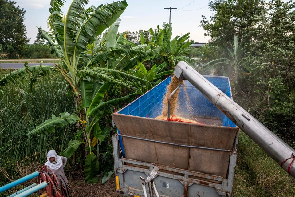 THAILAND -- a major exporter of sugar, chickens and rice -- looks set to benefit as many of its Asian neighbours limit shipments of agricultural commodities to shelter consumers from surging prices.