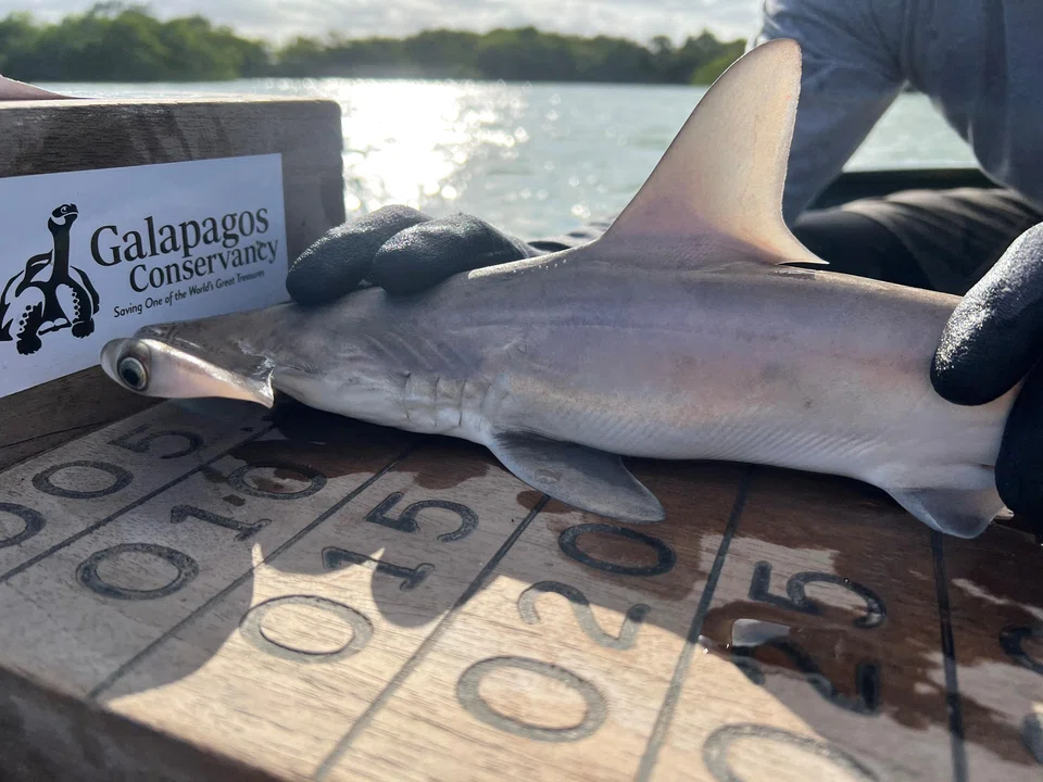 The scalloped hammerhead shark, the species found in the Galapagos, is largely threatened by commercial fishing and demand for their fins, which are used to make shark fin soup.