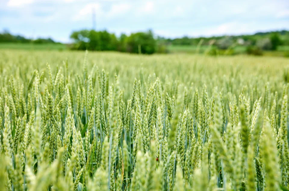 Russia on Monday blamed the “destructive” stance of the West for soaring grain prices that have sparked fears of a global food crisis following Moscow’s military operation in Ukraine.