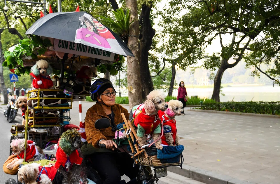 Nguyen Thi Kim Quy dyes the dogs’ fur and dresses some up in Santa and reindeer costumes for festive cheer as the temperature drops over the winter months.