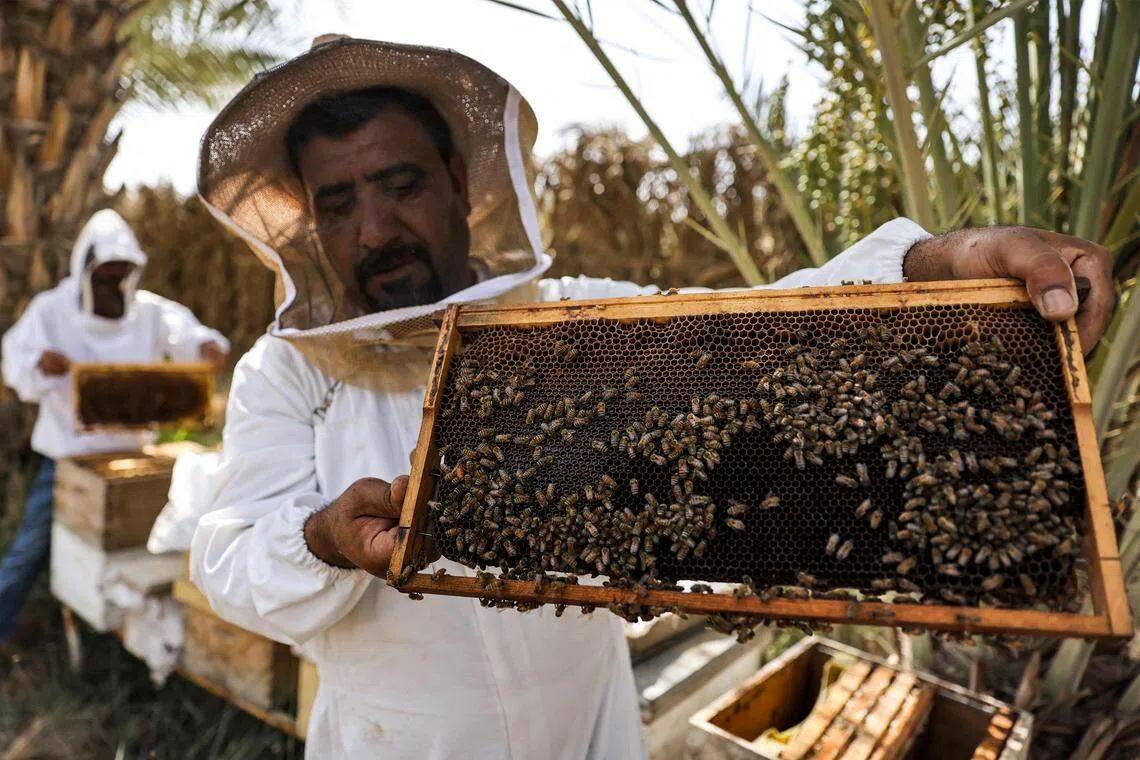 The United Nations Development Programme says in a 2020 report that “beekeeping has existed in Iraq... for an estimated 8,000 years”, with “recipes that use honey for medicinal purposes” inscribed on ancient Sumerian tablets.