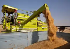Global buyers were banking on supplies from India, the world’s second-biggest wheat producer, after exports from the Black Sea region plunged following Russia’s Feb 24 invasion of Ukraine.