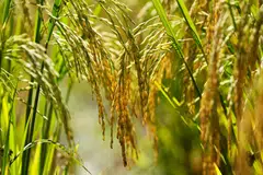 Governments and policymakers must prioritise preparedness and resilience-building at national and regional levels to address food security issues and mitigate future impacts.