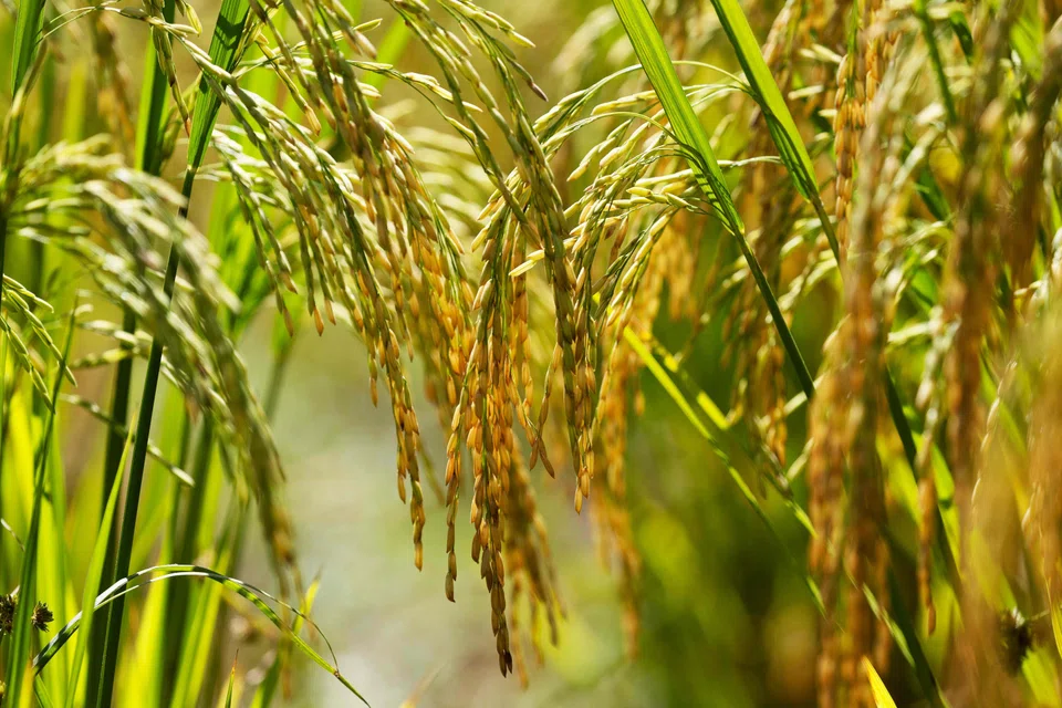 Governments and policymakers must prioritise preparedness and resilience-building at national and regional levels to address food security issues and mitigate future impacts.