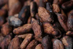 Long the world's undisputed cocoa powerhouses, Ghana and Ivory Coast are both facing catastrophic harvests this season.