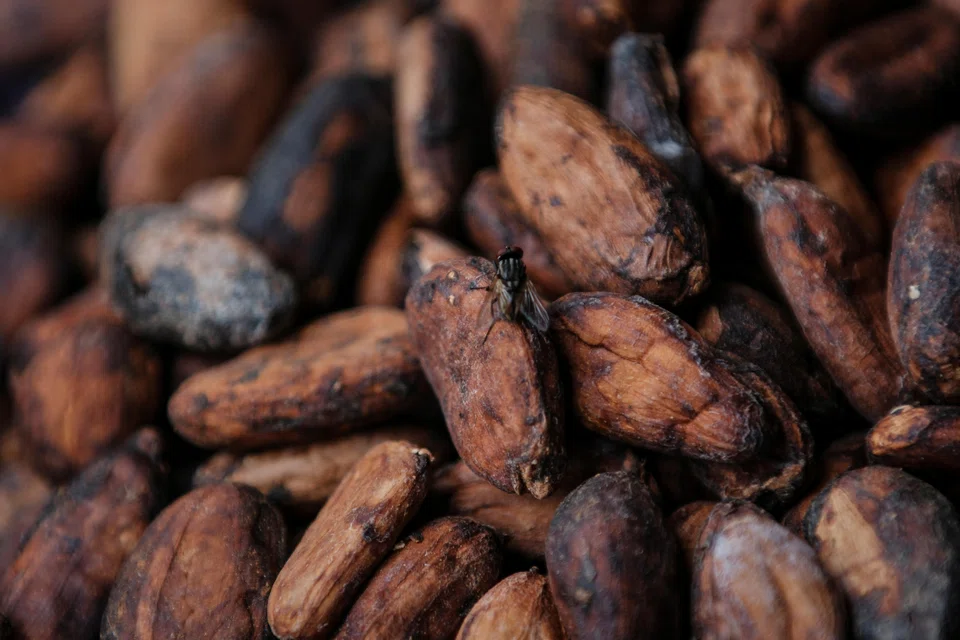 Long the world's undisputed cocoa powerhouses, Ghana and Ivory Coast are both facing catastrophic harvests this season.