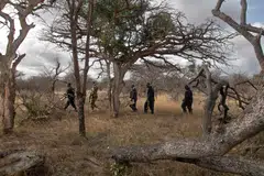 Environment technicians search for biological data from natural vegetation on sample plots being quantified for carbon sequestration at the Kasigau wildlife corridor in Taita-Taveta county on Aug 9, 2023. 
