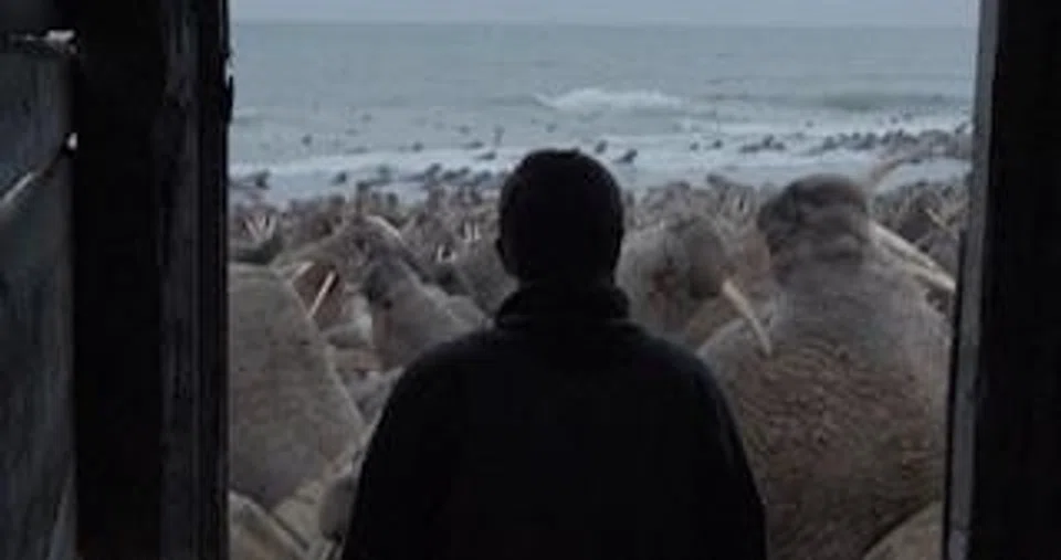 Marine biologist Maxim Chakilev looks out of his Siberian hut at walruses in the Oscar-nominated short documentary "Haulout".