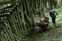 Indonesia palm oil producer First Resources posted a net profit of US$73.6 million for its first quarter ended Mar 31, 2022, jumping by 738.5 per cent from the US$8.8 million it recorded a year earlier.