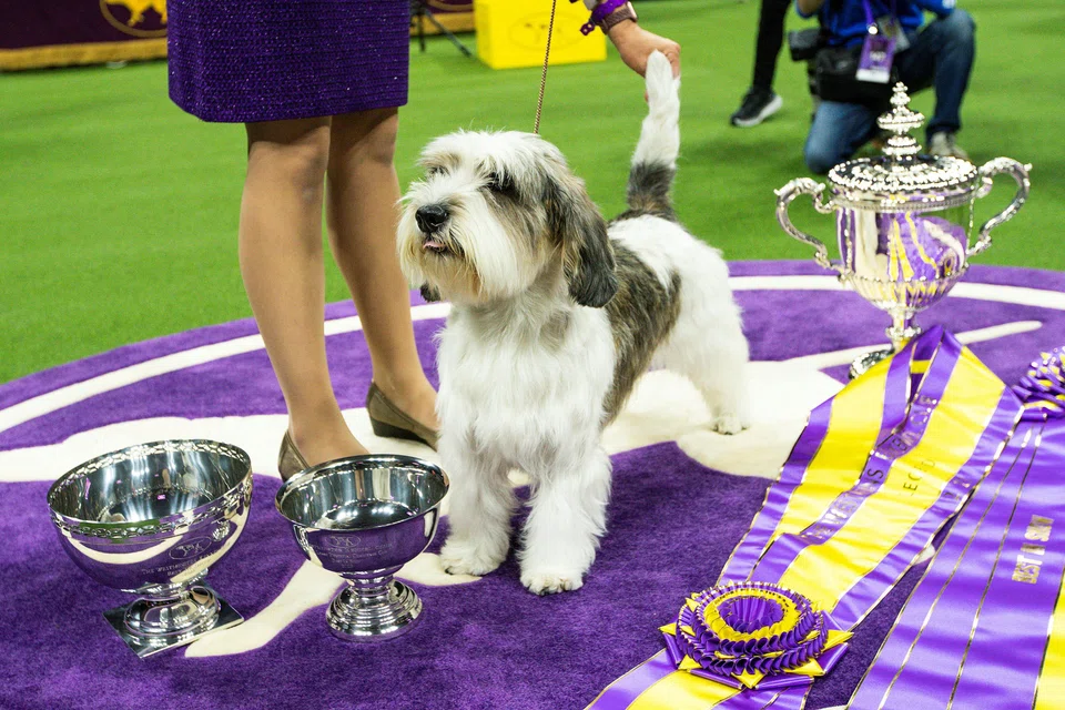 Buddy Holly,  a Petit Basset Griffon Vendeen, celebrates after winning the best in show competition during the 147th Westminster Kennel Club Dog Show in New York.