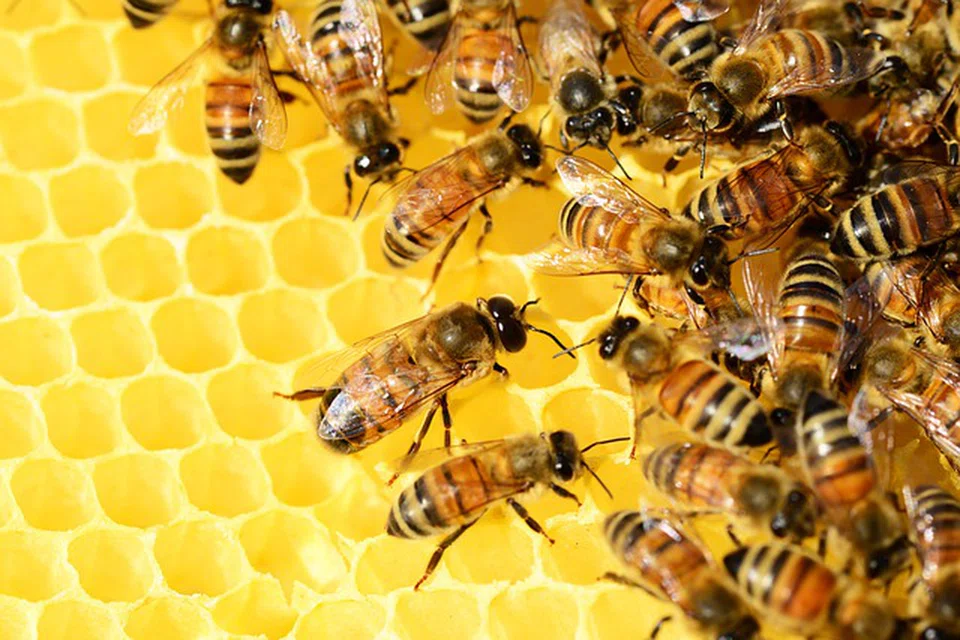 In the 18th and 19th centuries, it was believed that neglecting to tell the bees could lead to various misfortunes, including their death or departure, or a failure to make honey. Nowadays, it is just thought of as a 'good and nice thing to do', if also quaint.