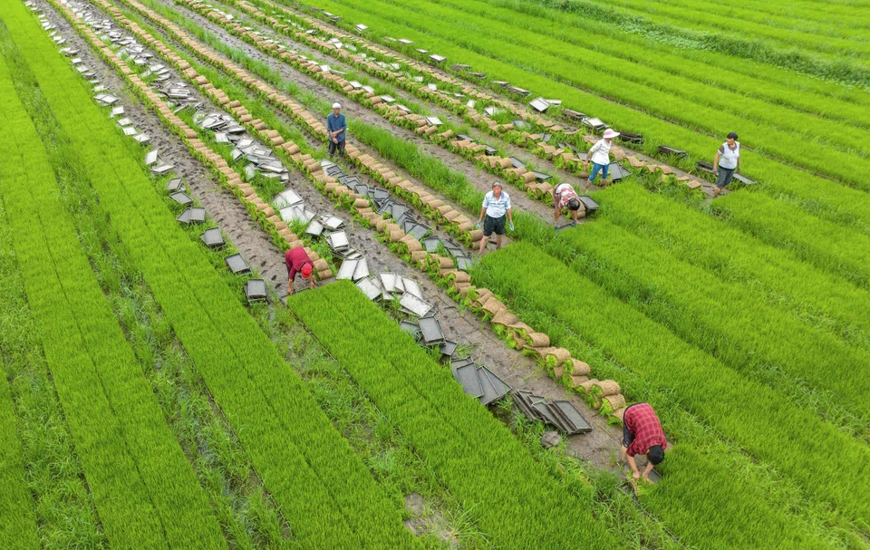 Farmers working at a rice field in China's eastern Jiangsu province. Indonesia needs to import 2.3 million metric tons of rice this year to blunt the impact of El Niño.