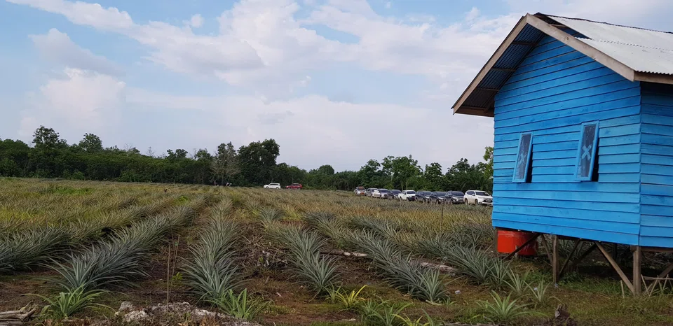 A pineapple farm on burnt peatland in Indonesia's Riau province. New research shows that the carbon emissions generated from draining out peatlands may be more than previously estimated. 