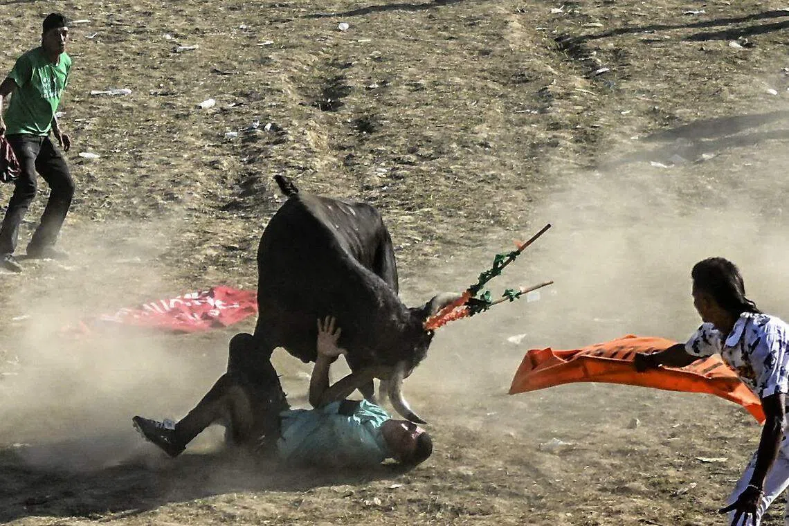 The bull charges in all directions, sowing chaos among hundreds of amateur bullfighters, to the cheers of feverish spectators. They also risk being gored by the animals.