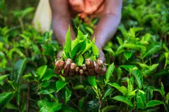 INDIA, the world's second-biggest tea producer, will likely fail to take advantage of an export gap in the global market sparked by Sri Lanka's economic crisis, according to a top grower. 