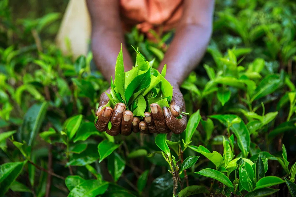 INDIA, the world's second-biggest tea producer, will likely fail to take advantage of an export gap in the global market sparked by Sri Lanka's economic crisis, according to a top grower. 