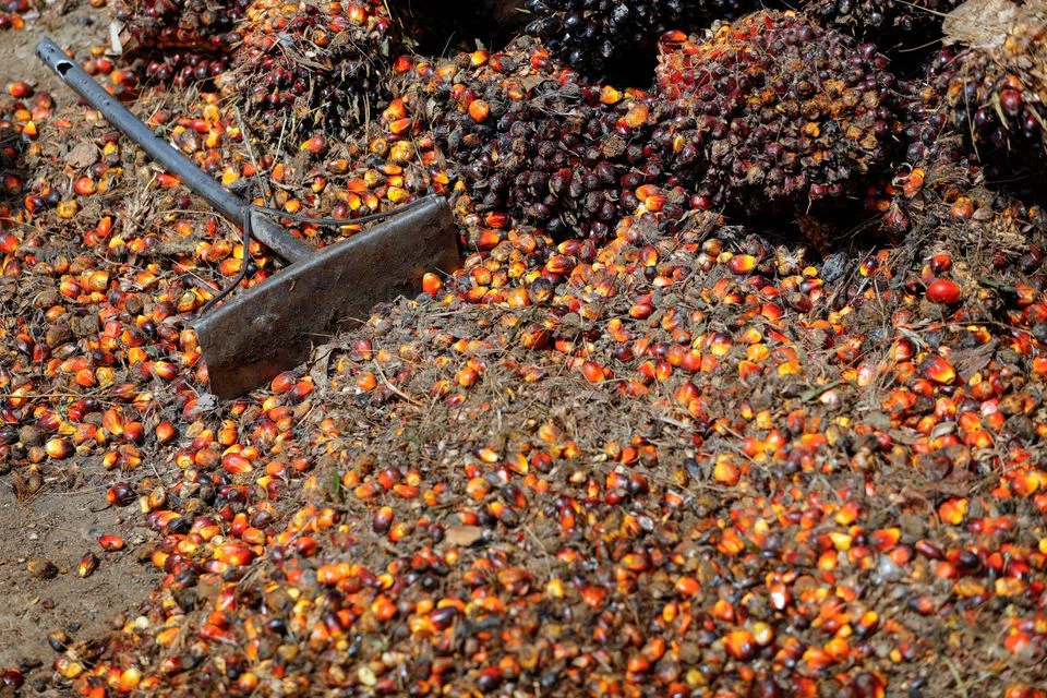 Indonesia, which is the world's biggest palm oil producer, currently has a mandatory B30 programme, which means 30 per cent of the fuel is made from palm oil.