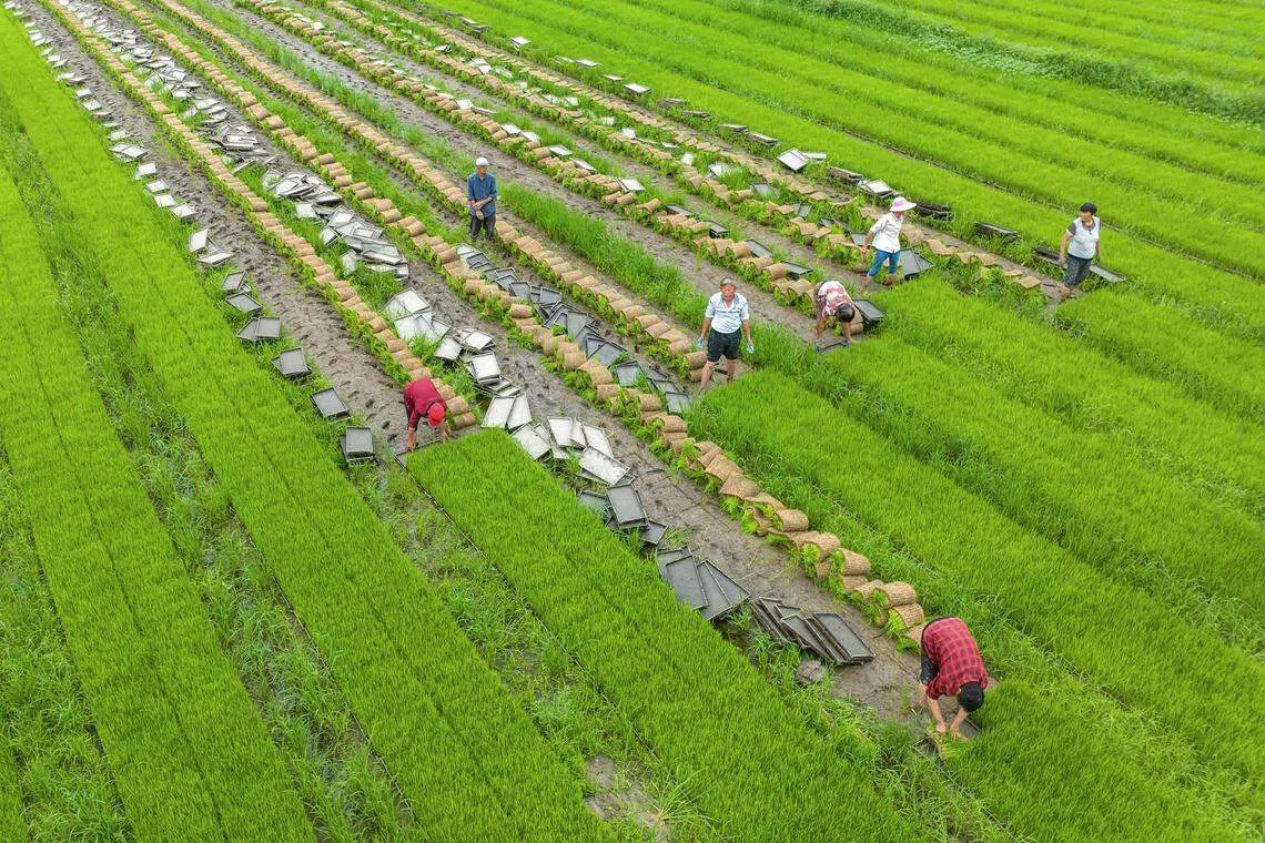 Farmers working at a rice field in China's eastern Jiangsu province. Indonesia needs to import 2.3 million metric tons of rice this year to blunt the impact of El Niño.