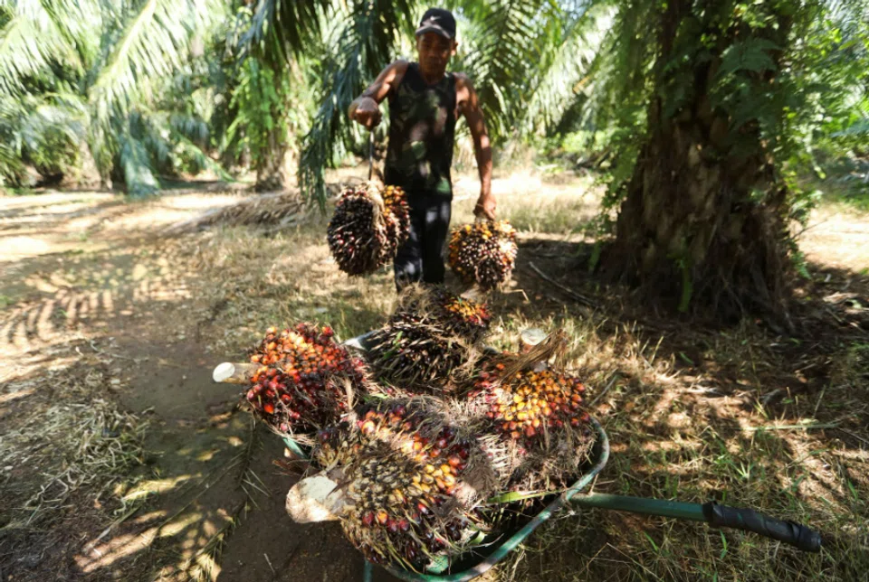 Malaysia says the EU law is a “deliberate effort” to increase costs and barriers for its palm oil sector. 