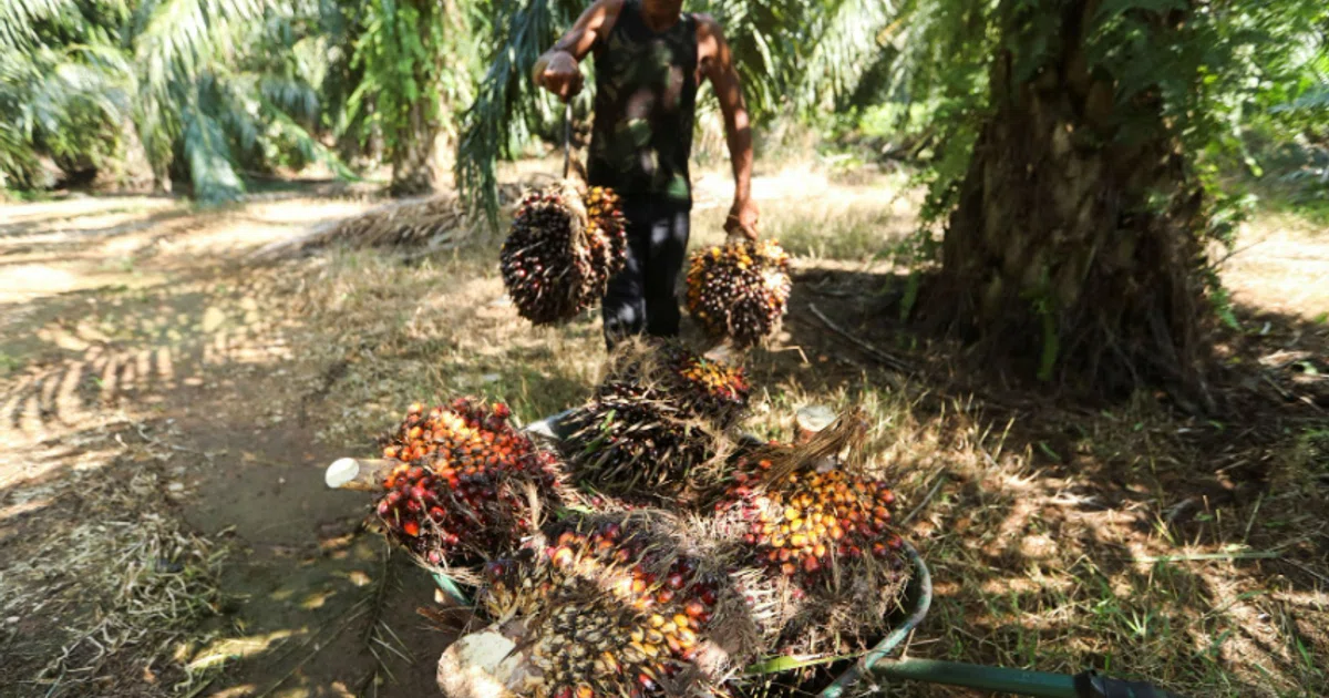 Malaysia slams ‘unjust’ EU deforestation law for blocking palm oil ...