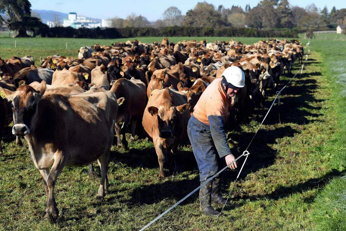 The manner in which Canada is implementing dairy tariff rate quotas is inconsistent with its obligations under the CPTPP, New Zealand Trade Minister Damien O’Connor said in a statement.