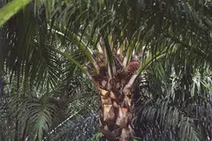 Golden Agri says its financial performance for FY2023 marks a normalisation from record-high crude palm oil prices the year before.