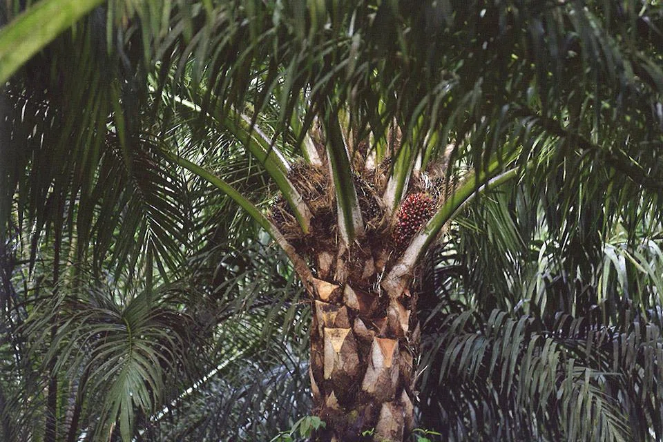 Golden Agri says its financial performance for FY2023 marks a normalisation from record-high crude palm oil prices the year before.