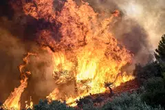 Flames burning vegetation during a wildfire near Prodromos, 100km northeast from Athens, on Aug 21. 