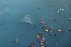 Greenpeace says that 11 million square kilometres of ocean must be protected every year between now and the end of the decade.