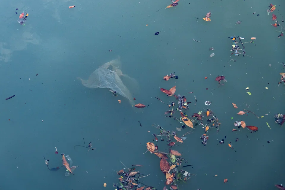 Greenpeace says that 11 million square kilometres of ocean must be protected every year between now and the end of the decade.