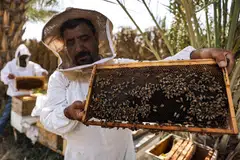 The United Nations Development Programme says in a 2020 report that “beekeeping has existed in Iraq... for an estimated 8,000 years”, with “recipes that use honey for medicinal purposes” inscribed on ancient Sumerian tablets.