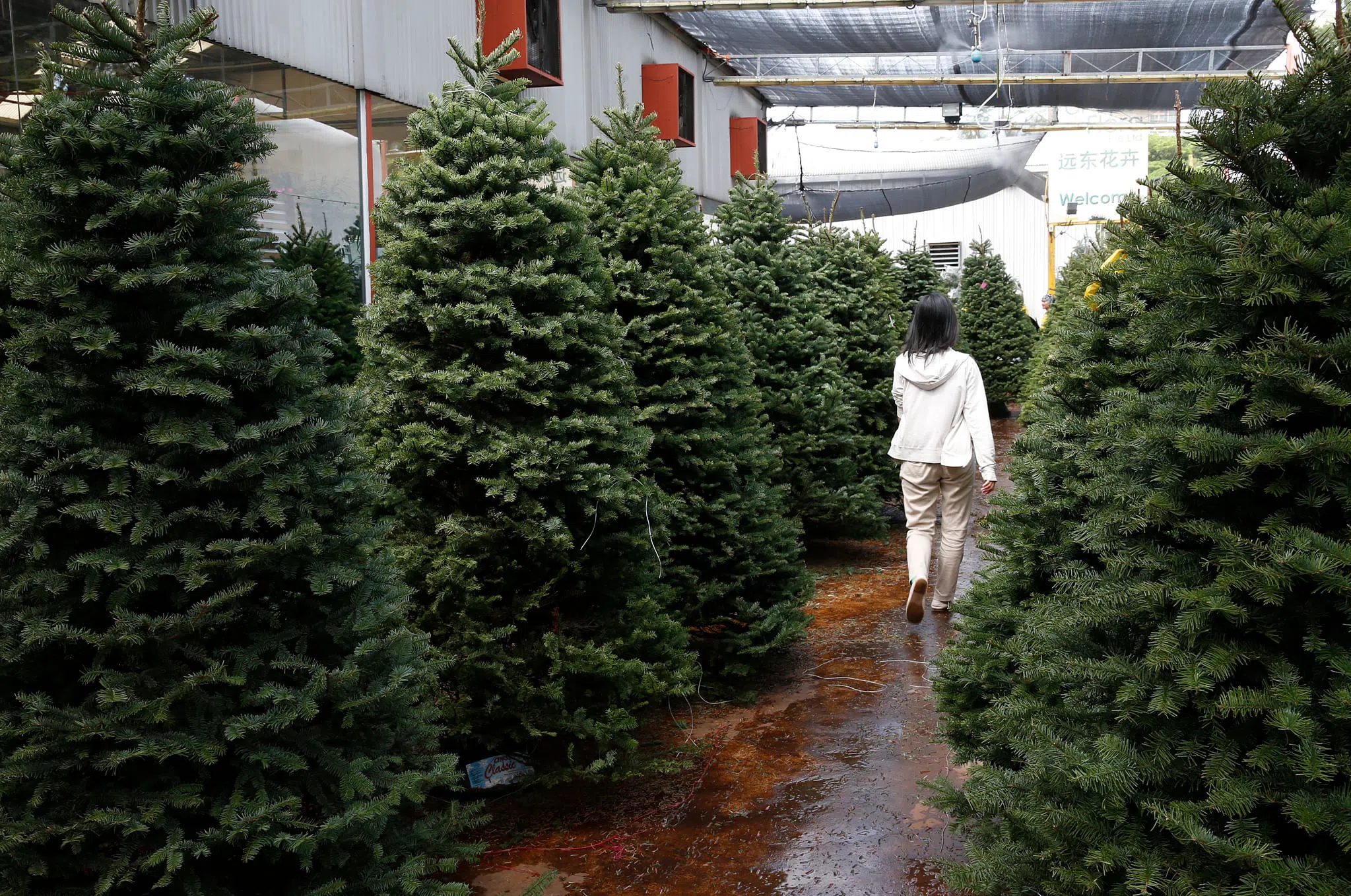 Canadian Christmas tree exports to rise minister