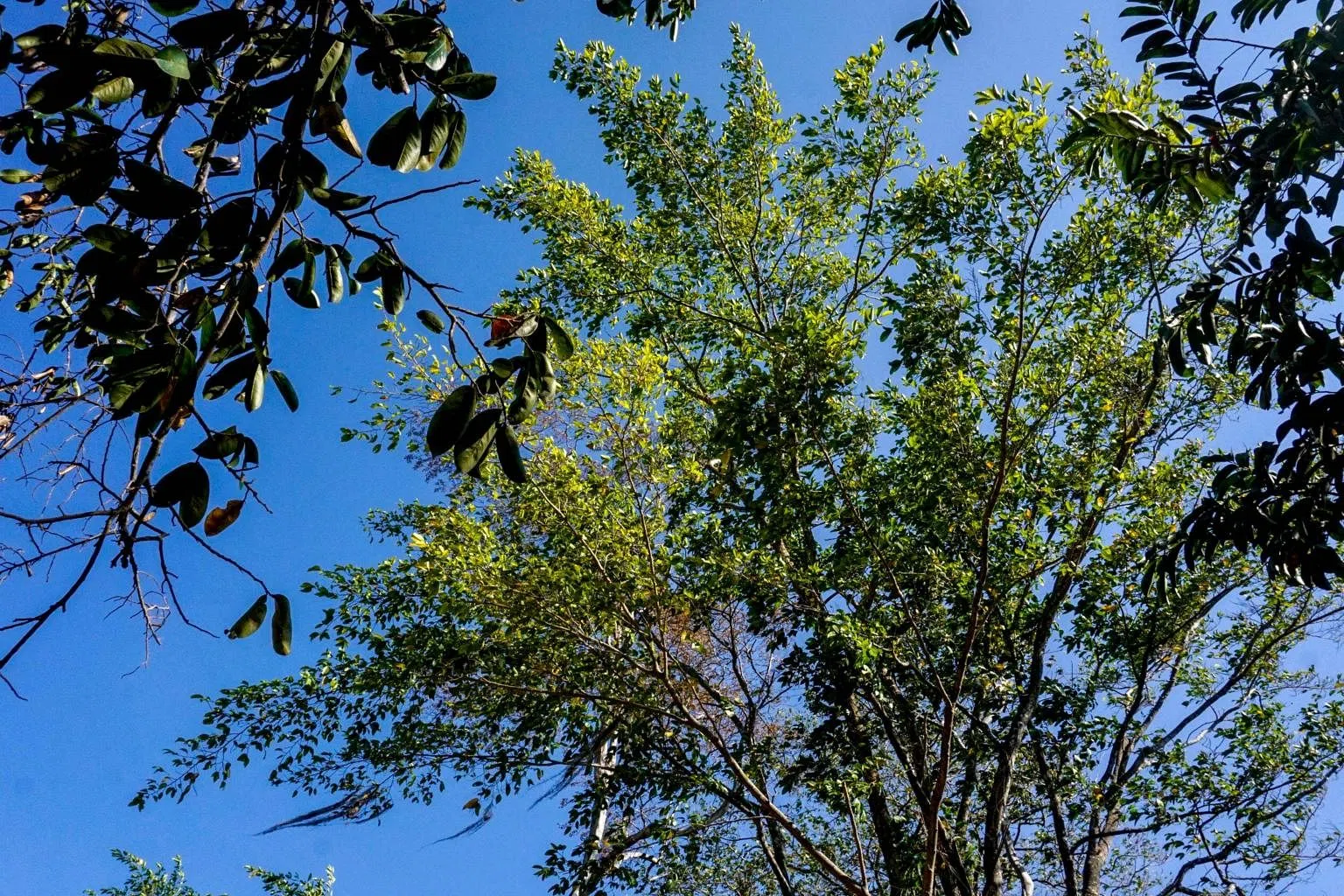 Latin America's 'magic tree' slowly coming back to life - The Business ...