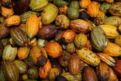 FILE PHOTO: Cocoa pods are pictured at a farm in Sinfra, Ivory Coast April 29, 2023. REUTERS/Luc Gnago/File Photo