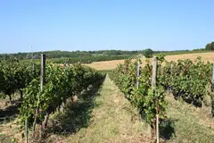 A fall in demand for wine has led to overproduction, a sharp fall in prices, and major financial difficulties for up to one in three wine makers in the Bordeaux region, according to the local farmers’ association.