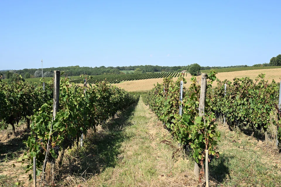 A fall in demand for wine has led to overproduction, a sharp fall in prices, and major financial difficulties for up to one in three wine makers in the Bordeaux region, according to the local farmers’ association.