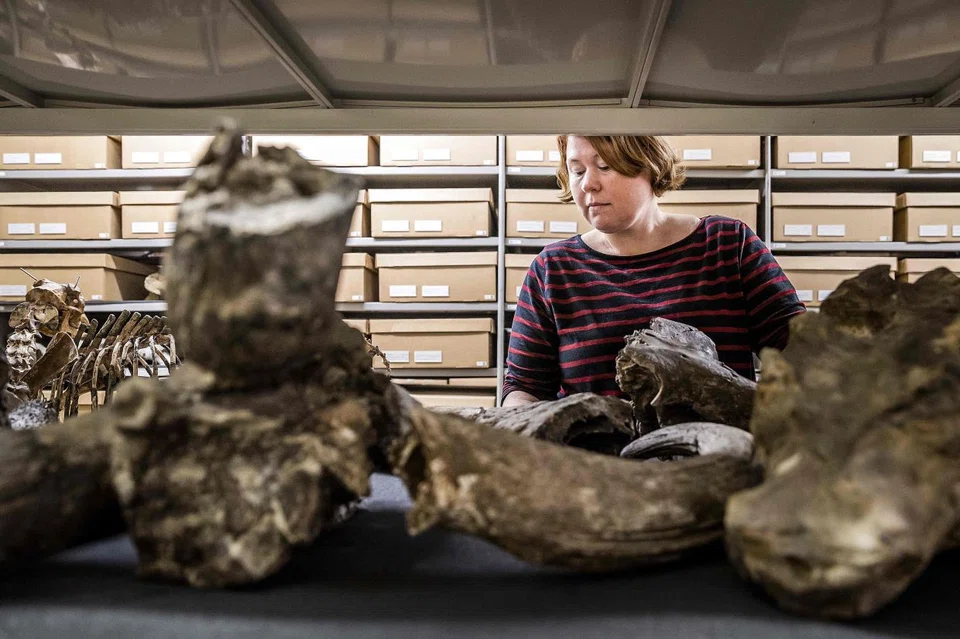 The bones of the Java Man, the first known fossils of the Homo erectus species from which humans are believed to have evolved.