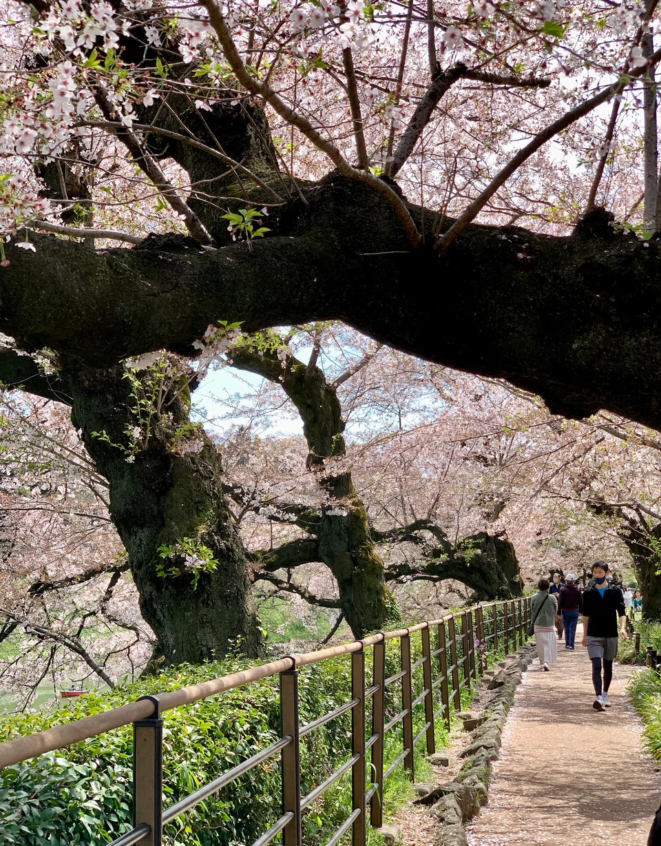 Cherry blossoms in Tokyo