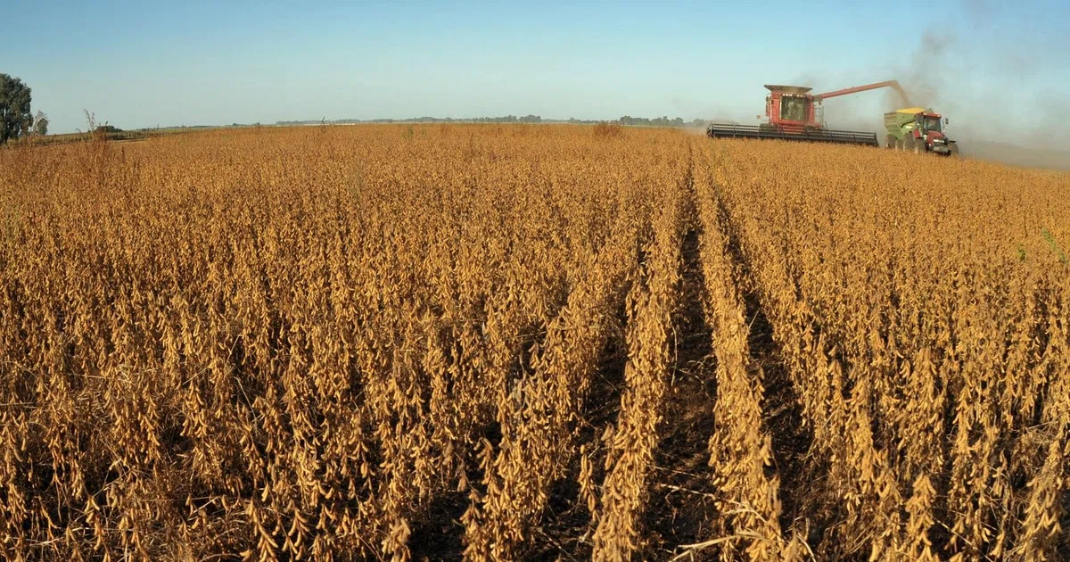 Brazil's soybean crop 'exceptional' as harvesting progresses - AgRural ...